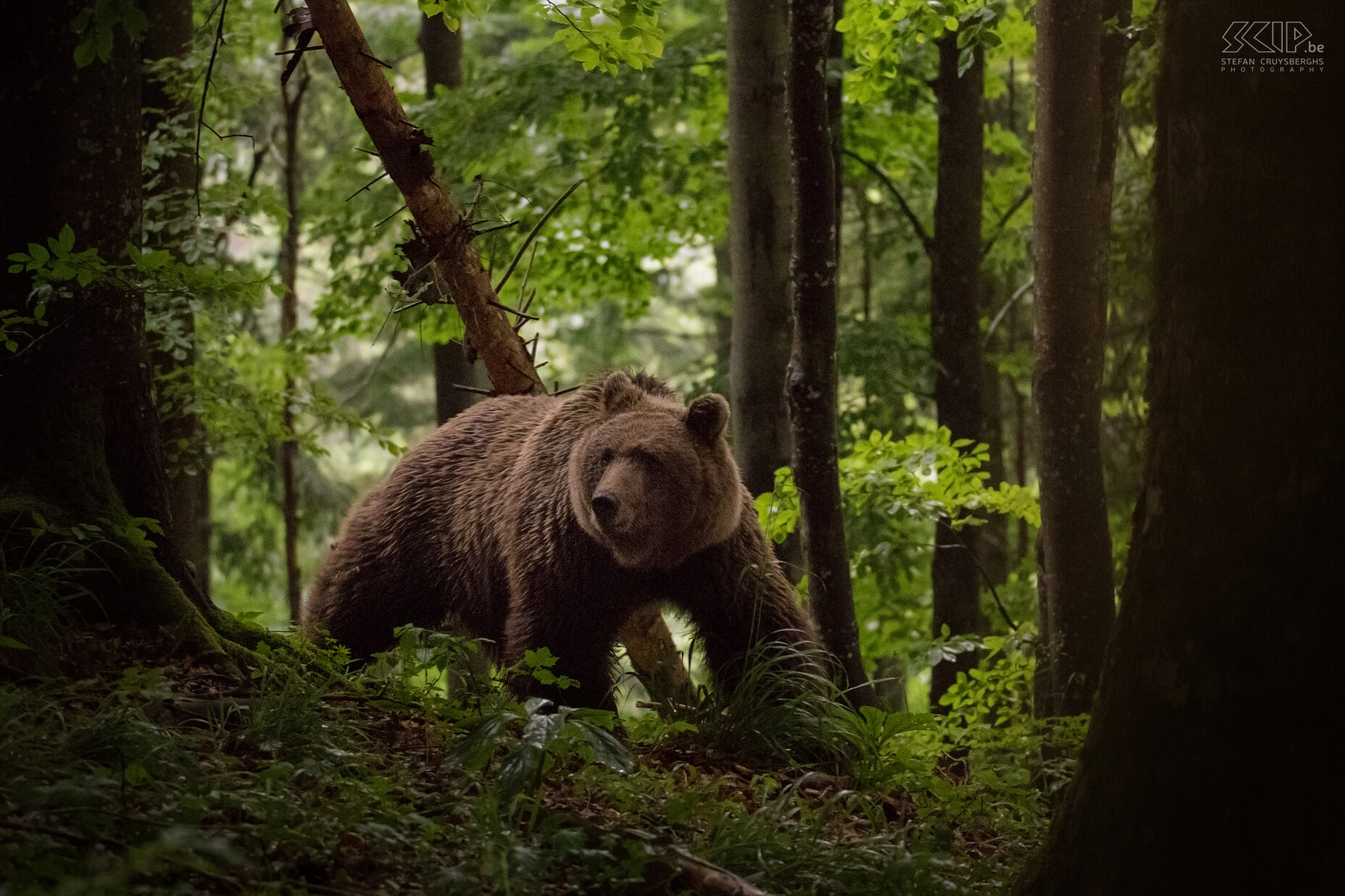 Notranjska - Bruine beer In het zuidwesten van Slovenië in de Notranjska regio leven naar schatting terug meer dan 400 bruine beren (Ursus arctos). Samen met 3 andere fotografen installeerde ik me in een schuilhutje diep in de bossen en wachtten we muisstil af. Het waren al een paar hele warme dagen geweest en al snel begon het donkerder te worden, te regenen, te onweren en zelfs te hagelen. Dit bleef uren duren en we vreesden dat we geen beren meer zouden zien. Plots om 20u komt toch een moeder beer met 3 jongen vlak bij de hut kijken. Het was een fantastische beleving. Het regende echter nog een beetje en was het al vrij donker.  Stefan Cruysberghs